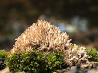 Ramaria botrytis 7, Bloemkoolzwam, Saxifraga-Luuk Vermeer