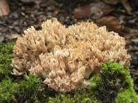 Ramaria botrytis 9, Bloemkoolzwam, Saxifraga-Luuk Vermeer