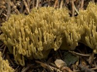 Ramaria eumorpha 1, Naaldboskoraalzwam, Saxifraga-Willem van Kruijsbergen