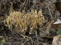 Ramaria eumorpha 6, Naaldboskoraalzwam, Saxifraga-Willem van Kruijsbergen