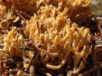 Ramaria fagetorum