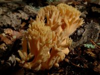 Ramaria fagetorum 2, Beukekoraalzwam, Saxifraga-Jan van der Straaten