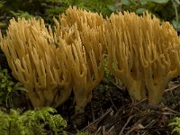 Ramaria flaccida