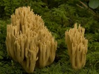 Ramaria flaccida 2, Slappe koraalzwam, Saxifraga-Willem van Kruijsbergen