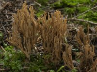 Ramaria flaccida 3, Slappe koraalzwam, Saxifraga-Willem van Kruijsbergen