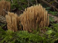 Ramaria flaccida 4, Slappe koraalzwam, Saxifraga-Willem van Kruijsbergen