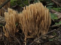 Ramaria flaccida 5, Slappe koraalzwam, Saxifraga-Willem van Kruijsbergen