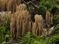 Ramaria flaccida 7, Slappe koraalzwam, Saxifraga-Willem van Kruijsbergen