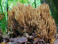 Ramaria flava 1, Gele koraalzwam, Saxifraga-Lucien Rommelaars