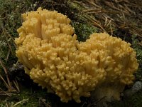 Ramaria flavescens 1, Gelige koraalzwam, Saxifraga-Willem van Kruijsbergen