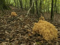 Ramaria flavescens 11, Gelige koraalzwam, Saxifraga-Willem van Kruijsbergen