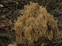 Ramaria flavescens 3, Gelige koraalzwam, Saxifraga-Willem van Kruijsbergen