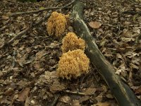 Ramaria flavescens 4, Gelige koraalzwam, Saxifraga-Willem van Kruijsbergen