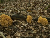 Ramaria flavescens 5, Gelige koraalzwam, Saxifraga-Willem van Kruijsbergen