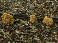 Ramaria flavescens 6, Gelige koraalzwam, Saxifraga-Willem van Kruijsbergen