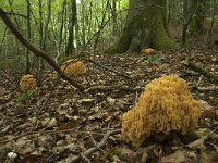 Ramaria flavescens 9, Gelige koraalzwam, Saxifraga-Willem van Kruijsbergen