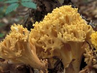 Ramaria formosa, Handsome Clavaria