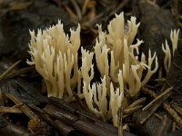 Ramaria gracilis