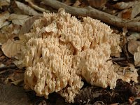 Ramaria pallida