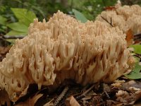 Ramaria pallida 2, Bleke koraalzwam, Saxifraga-Jan van der Straaten