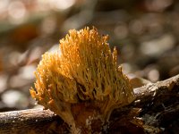 Ramaria stricta, Upright Coral