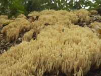 Ramaria stricta 10, Rechte koraalzwam, Saxifraga Jan Nijendijk