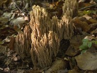 Ramaria stricta 11, Rechte koraalzwam, Saxifraga-Willem van Kruijsbergen