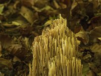 Ramaria stricta 14, Rechte koraalzwam, Saxifraga-Willem van Kruijsbergen