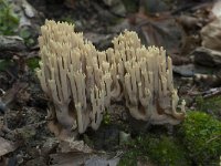 Ramaria stricta 16, Rechte koraalzwam, Saxifraga-Willem van Kruijsbergen