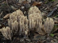 Ramaria stricta 17, Rechte koraalzwam, Saxifraga-Willem van Kruijsbergen