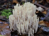 Ramaria stricta 19, Rechte koraalzwam, Saxifraga-Luuk Vermeer