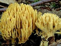 Ramaria stricta 2, Rechte koraalzwam, Saxifraga-Lucien Rommelaars