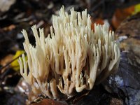 Ramaria stricta 21, Rechte koraalzwam, Saxifraga-Luuk Vermeer