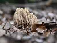 Ramaria stricta 23, Rechte koraalzwam, Saxifraga-Luuk Vermeer