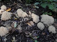 Ramaria stricta 24, Rechte koraalzwam, Saxifraga-Luuk Vermeer