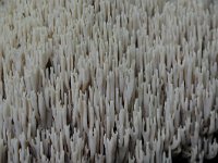 Ramaria stricta 26, Rechte koraalzwam, Saxifraga-Luuk Vermeer