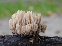 Ramaria stricta 28, Rechte koraalzwam, Saxifraga-Luuk Vermeer