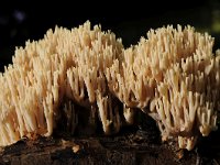 Ramaria stricta 29, Rechte koraalzwam, Saxifraga-Luuk Vermeer