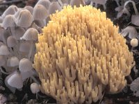 Ramaria stricta 3, Rechte koraalzwam, Saxifraga-Jan de Laat