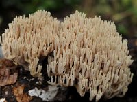 Ramaria stricta 30, Rechte koraalzwam, Saxifraga-Luuk Vermeer