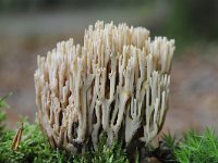 Ramaria stricta 31, Rechte koraalzwam, Saxifraga-Luuk Vermeer