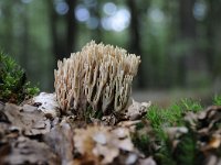 Ramaria stricta 32, Rechte koraalzwam, Saxifraga-Luuk Vermeer