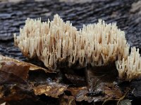 Ramaria stricta 33, Rechte koraalzwam, Saxifraga-Luuk Vermeer