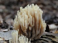 Ramaria stricta 34, Rechte koraalzwam, Saxifraga-Luuk Vermeer