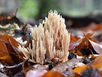 Ramaria stricta 35, Rechte koraalzwam, Saxifraga-Luuk Vermeer