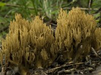 Ramaria stricta 8, Rechte koraalzwam, Saxifraga-Willem van Kruijsbergen