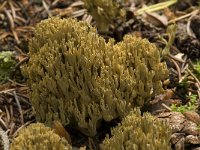 Ramaria stricta 9, Rechte koraalzwam, Saxifraga-Willem van Kruijsbergen