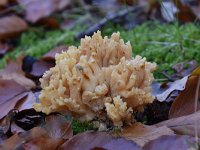 Ramaria subbotrytis