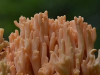 Ramaria subbotrytis 3, Beukenkoraalzwam, Saxifraga-Luuk Vermeer