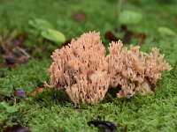 Ramaria subbotrytis 4, Beukenkoraalzwam, Saxifraga-Luuk Vermeer